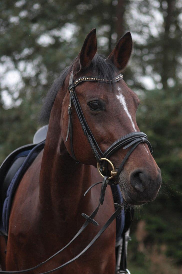 Anden særlig race Stald Birkelys Issebelle - Barbiehesten :-*
Foto: Line Skou (mig) billede 8