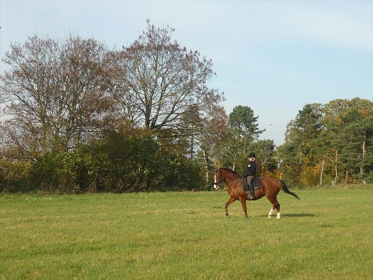 Anden særlig race Axon (Axel)  billede 14