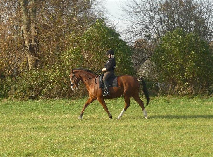 Anden særlig race Axon (Axel)  billede 15