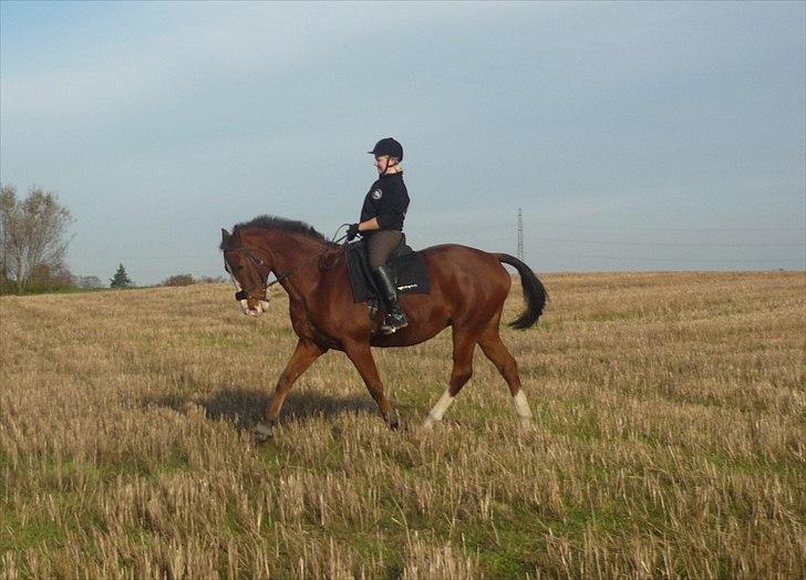 Anden særlig race Axon (Axel)  billede 16