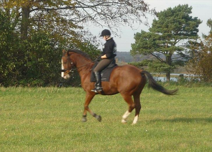 Anden særlig race Axon (Axel)  billede 17