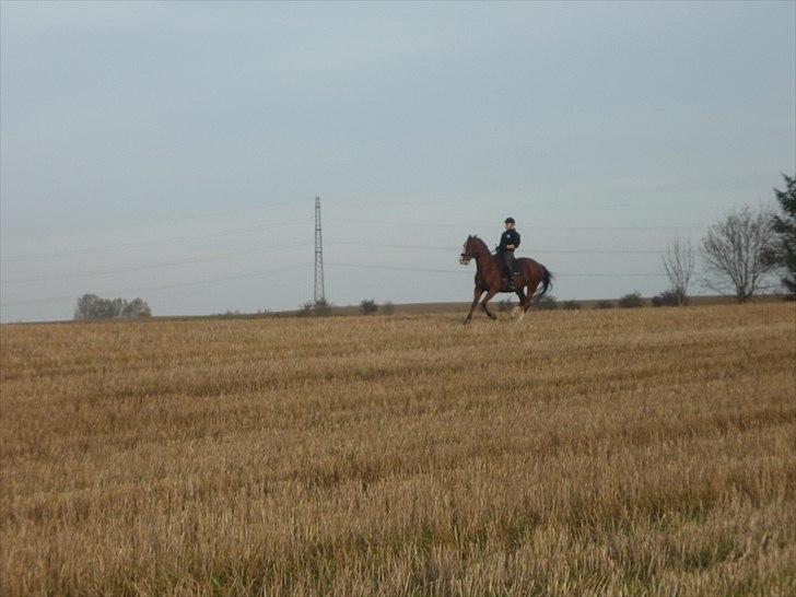 Anden særlig race Axon (Axel)  billede 18