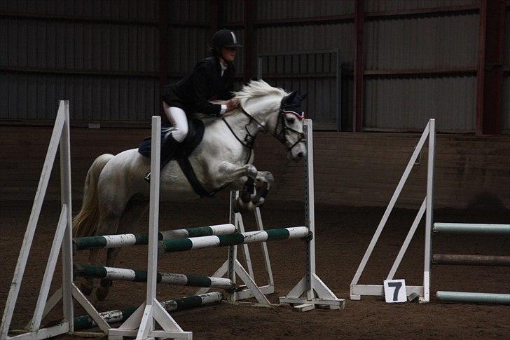 DSP Asgogårds Splint - Splint i lb til første springstævne. Vi blev nr. 2 ! :*  billede 19