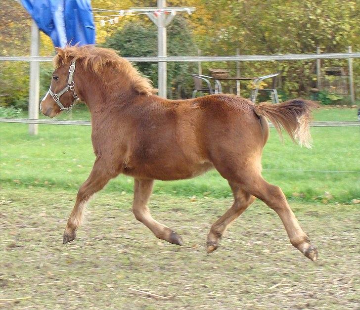 Welsh Mountain (sec A) Rø's Dicte billede 1
