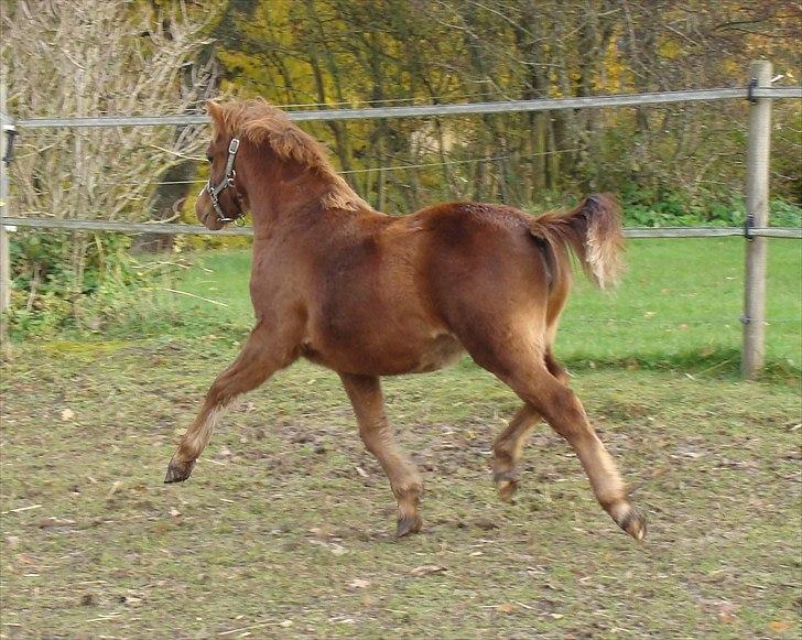 Welsh Mountain (sec A) Rø's Dicte billede 3