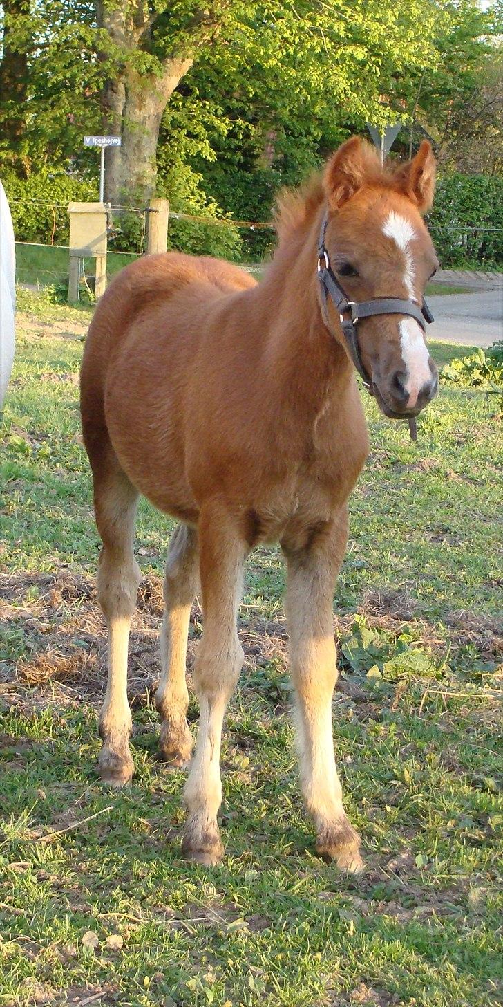 Welsh Mountain (sec A) Rø's Dicte billede 4