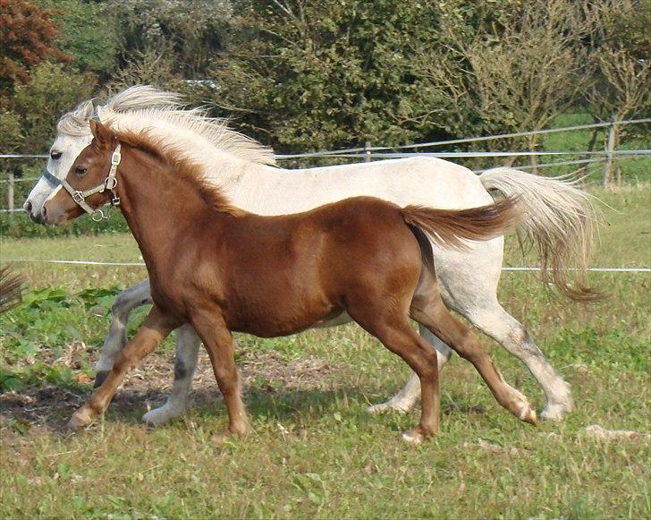 Welsh Mountain (sec A) Rø's Dicte billede 5