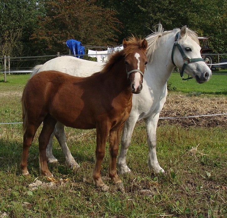 Welsh Mountain (sec A) Rø's Dicte billede 6