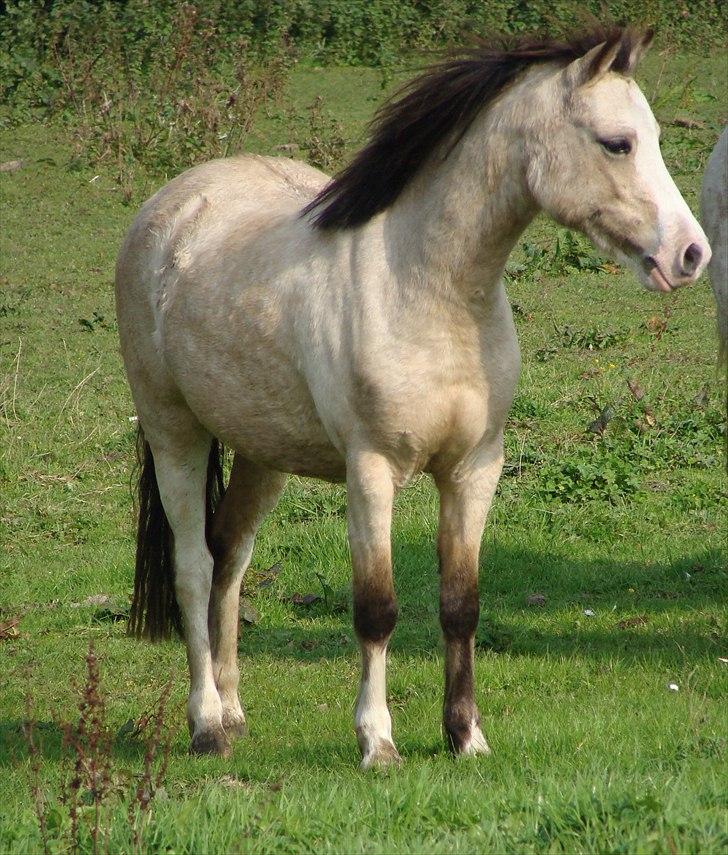 Welsh Mountain (sec A) Rø's No Doubt billede 1