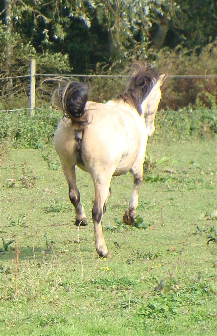 Welsh Mountain (sec A) Rø's No Doubt billede 2