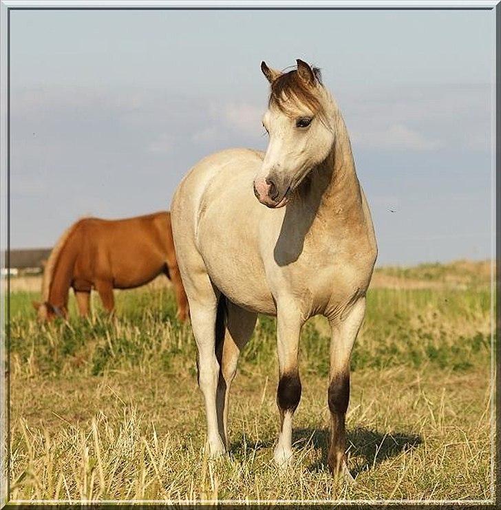 Welsh Mountain (sec A) Rø's No Doubt billede 3