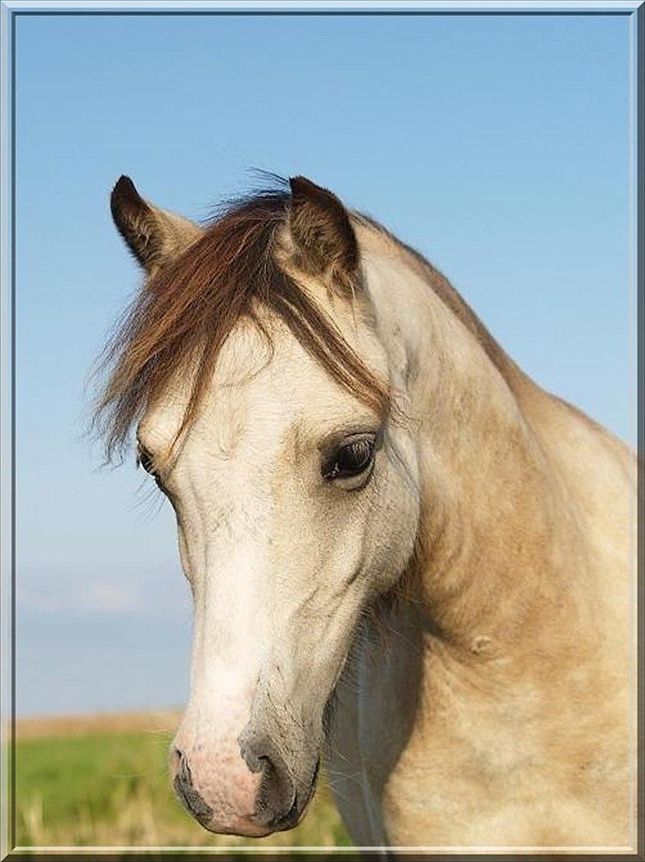 Welsh Mountain (sec A) Rø's No Doubt billede 4