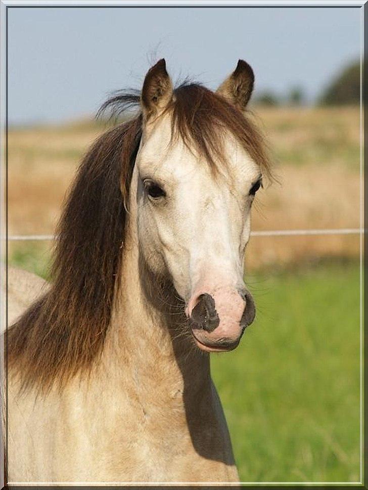 Welsh Mountain (sec A) Rø's No Doubt billede 5