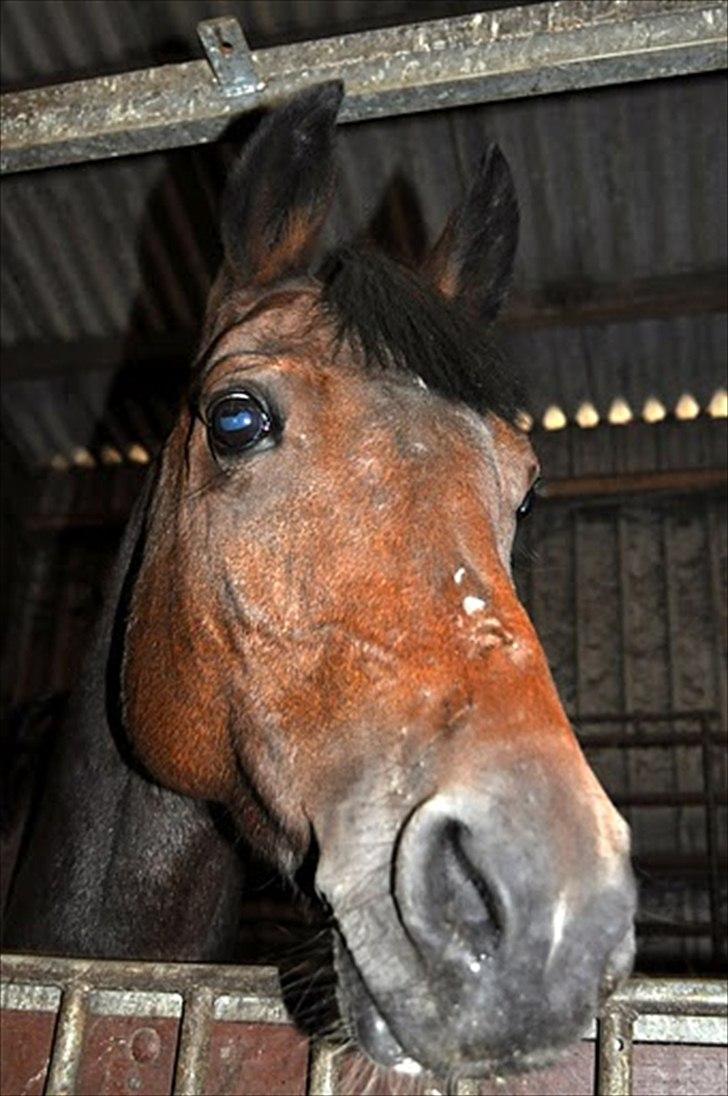 Tysk Sportspony Conchitta<3 - Conse<3 billede 17