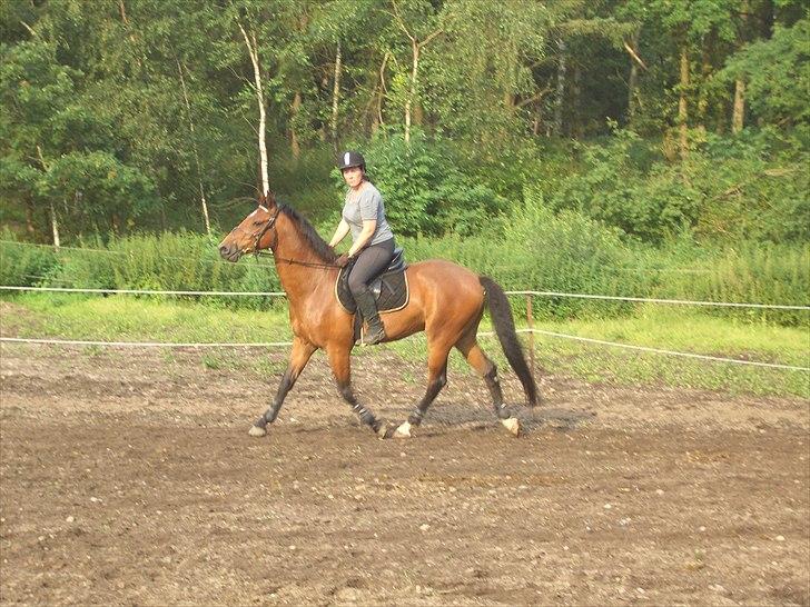 Dansk Varmblod Bakkebo´s Le´ Moni- Rip smukke limse ?? billede 19