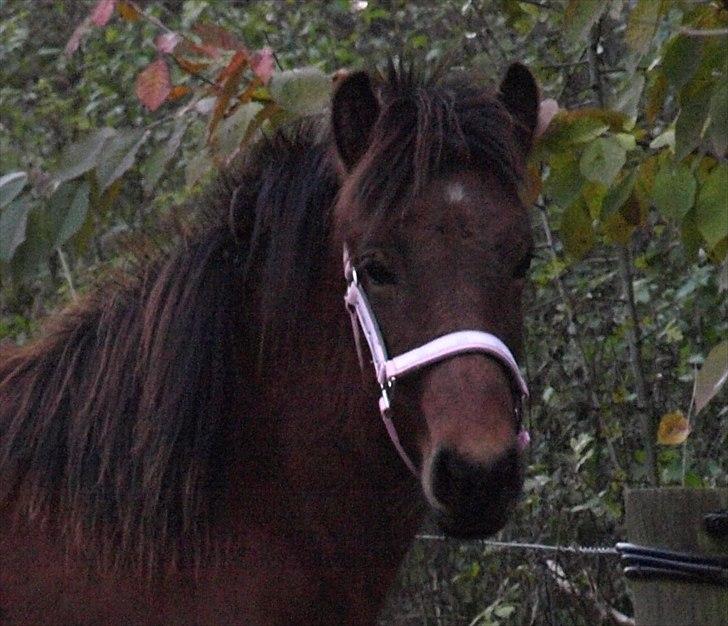 Islænder Dís fra Martinez - Hendes smukke hoved, med hende fine lyserøde grime - med kroner og diamanter [Foto: Mig] billede 2