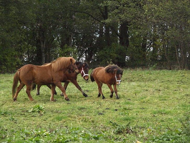Islænder Dís fra Martinez - Igen kan man lige skimte hende. [Foto: Mig] billede 3
