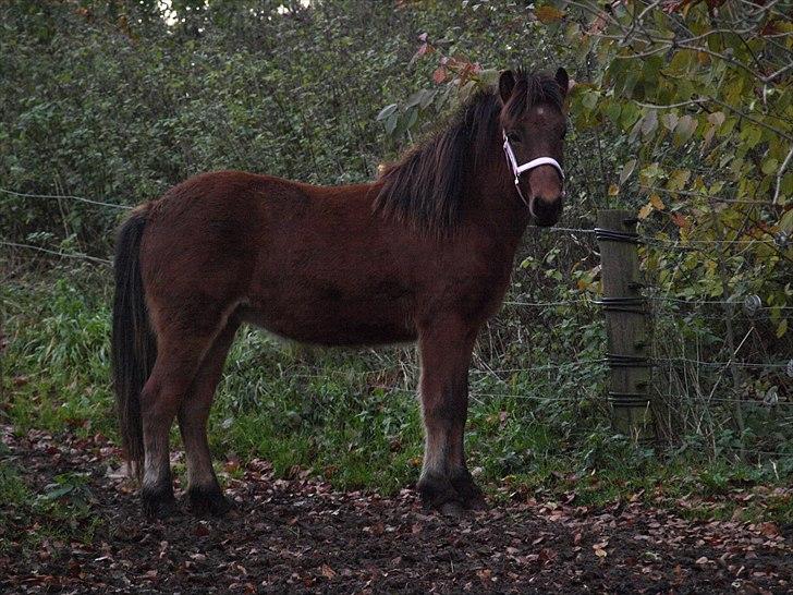 Islænder Dís fra Martinez - Synes hun er flot af en 1 - års! :D [Foto: Mig] billede 4