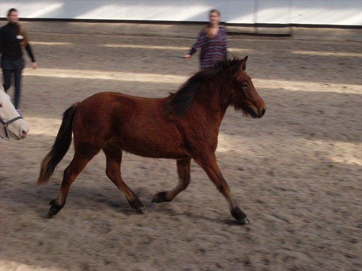 Islænder Dís fra Martinez - Til følshow. [Foto: Martinez] billede 5