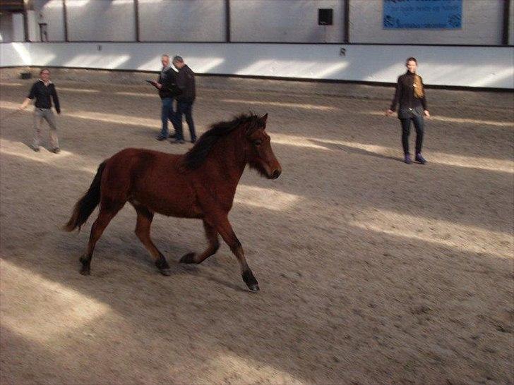 Islænder Dís fra Martinez - Til følshow 2010 [Foto: Martinez] billede 6