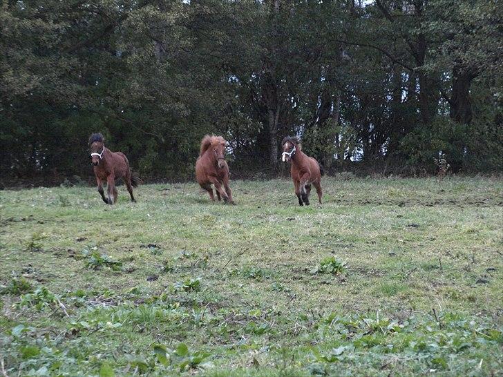 Islænder Dís fra Martinez - Dís med sine nye foldkammerater. [Foto: Mig] billede 7