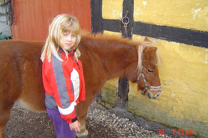 Shetlænder Lotta billede 4
