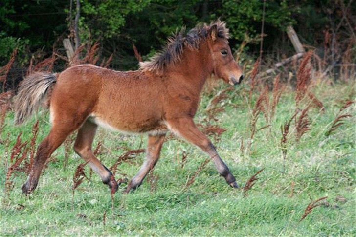 Islænder Dís fra Martinez - Som følle- bølle [Foto: Martinez] billede 8