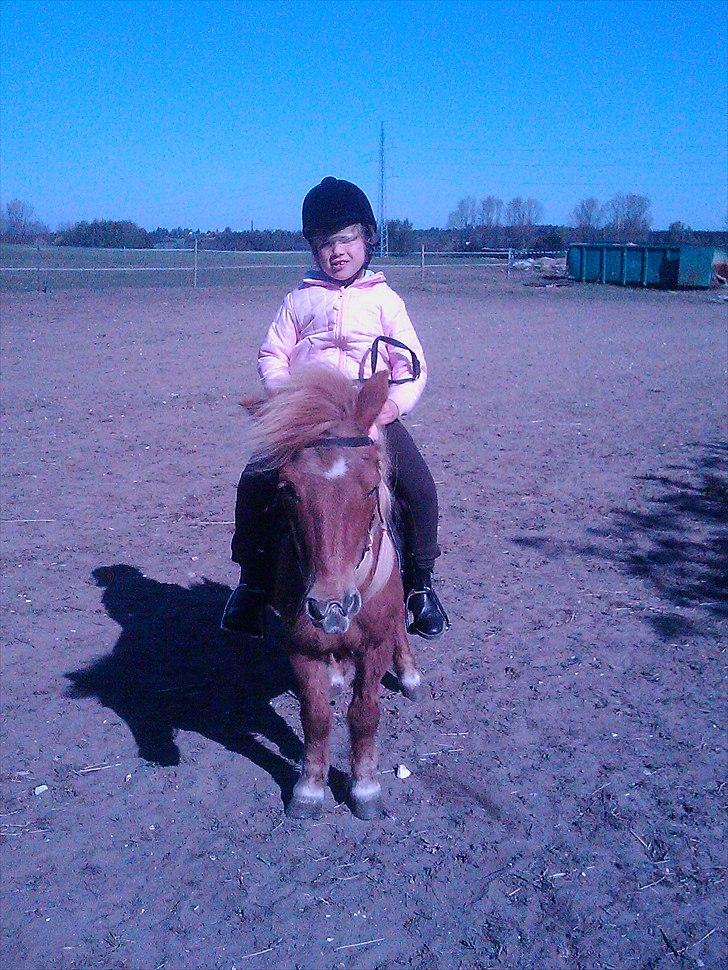 Shetlænder Lotta billede 5