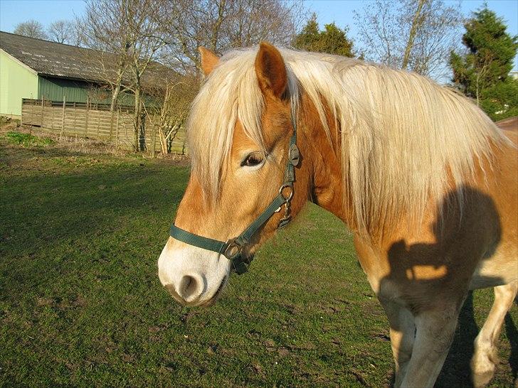 Haflinger Helena billede 1