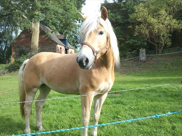 Haflinger Helena billede 2