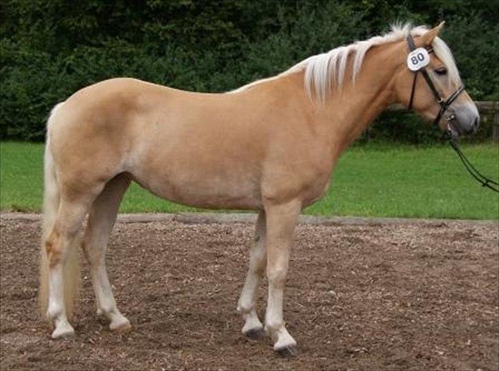 Haflinger Helena billede 3