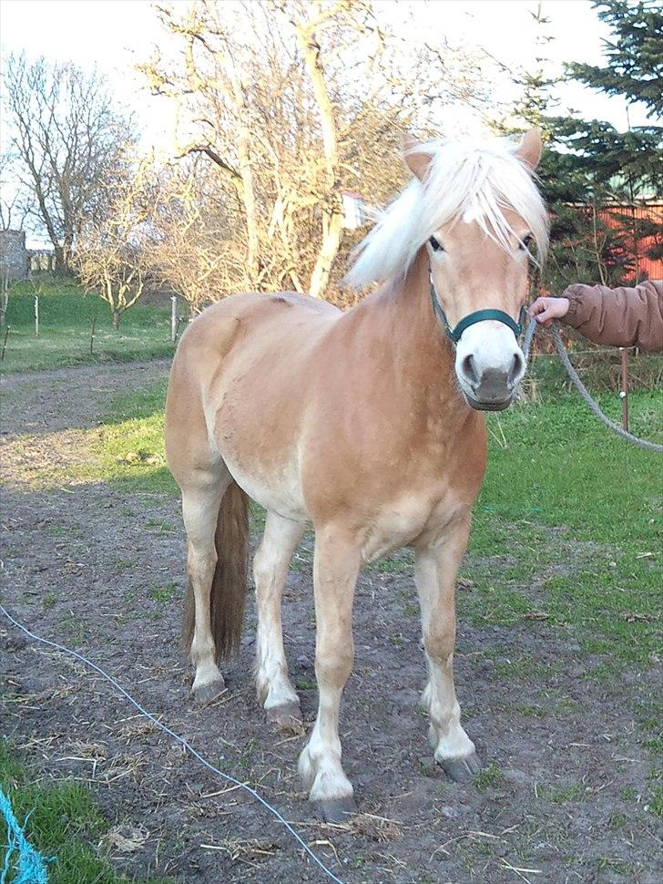 Haflinger Helena billede 4