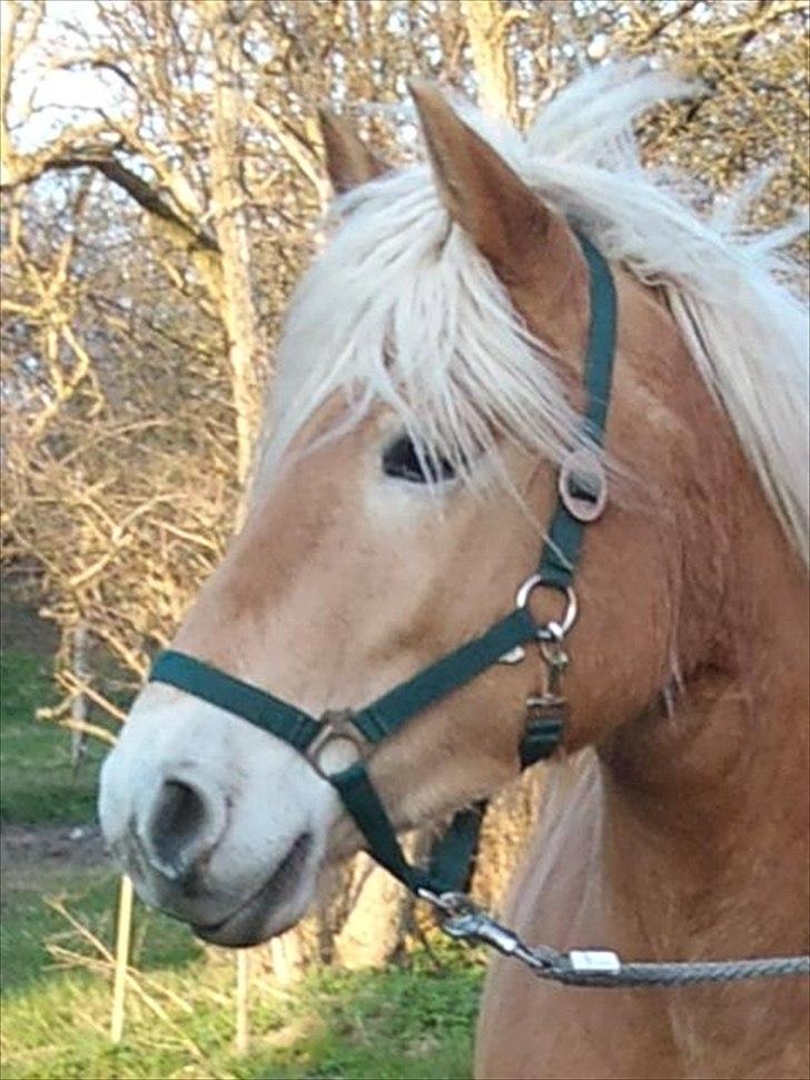 Haflinger Helena billede 5