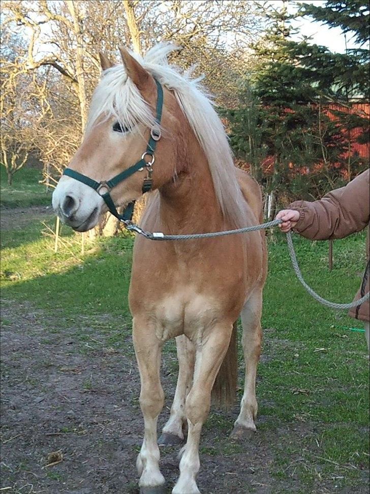 Haflinger Helena billede 6