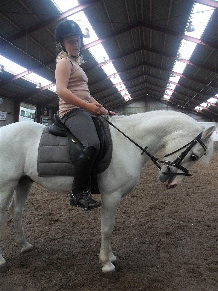 Welsh Mountain (sec A) Fakla Admiral  ;(solgt): - velkommen til min pony. billede 1