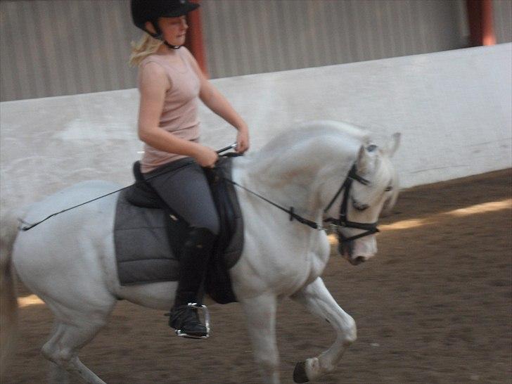 Welsh Mountain (sec A) Fakla Admiral  ;(solgt): - rider billede 2