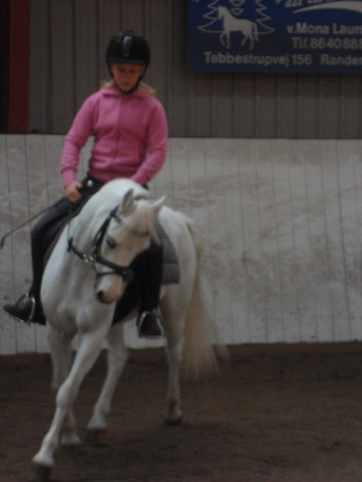 Welsh Mountain (sec A) Fakla Admiral  ;(solgt): - model hva? billede 3