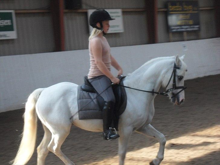 Welsh Mountain (sec A) Fakla Admiral  ;(solgt): - elsker dig billede 4