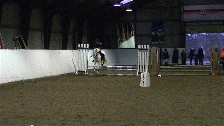 Welsh Mountain (sec A) Fakla Admiral  ;(solgt): - <3 billede 5