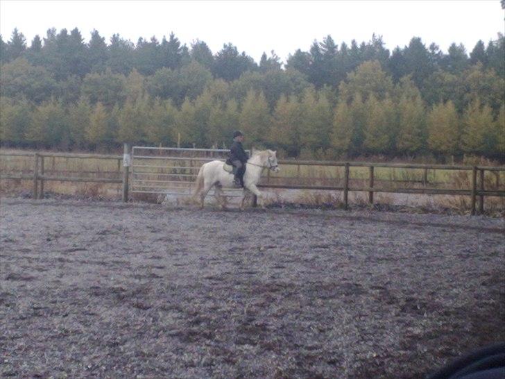 Welsh Pony af Cob-type (sec C) Edelweis Sonny - Sonny og kathrine nyder lidt weekend ridning billede 9