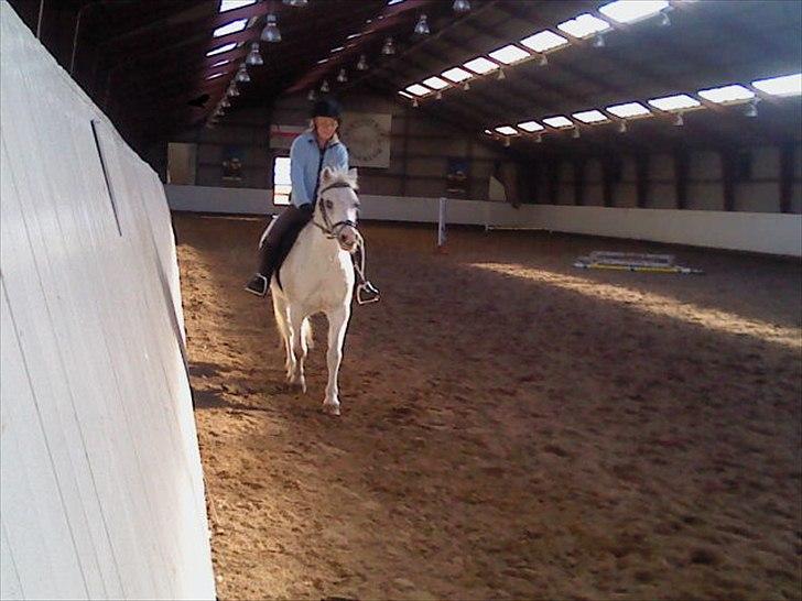 Welsh Mountain (sec A) Fakla Admiral  ;(solgt): billede 6