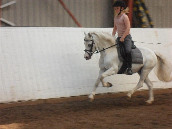 Welsh Mountain (sec A) Fakla Admiral  ;(solgt): billede 7