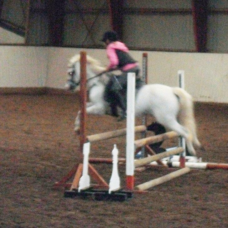 Welsh Mountain (sec A) Fakla Admiral  ;(solgt): - springer som en drøm billede 8