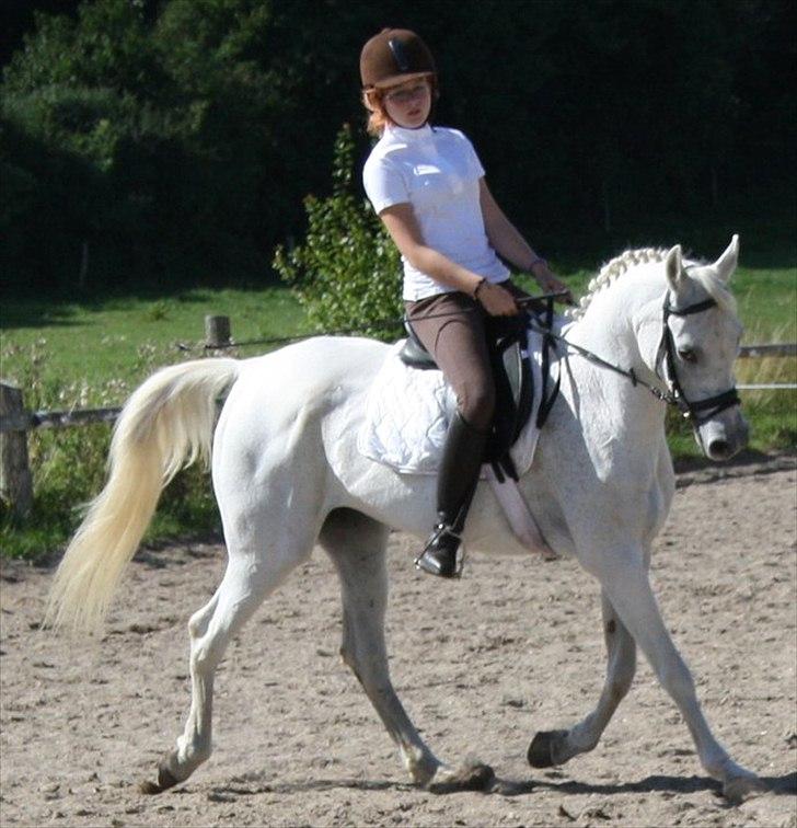 Arabisk fuldblod (OX) Tikka billede 17