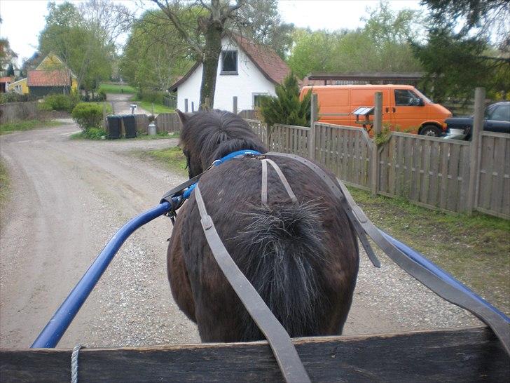 Anden særlig race Bonus billede 11