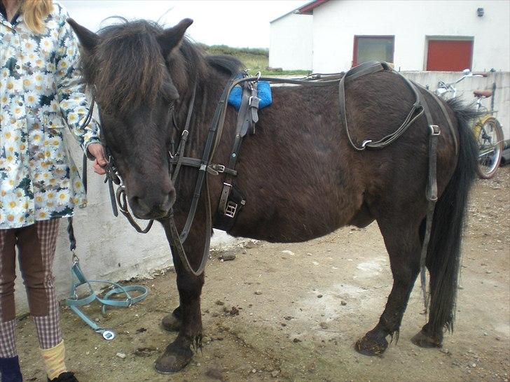 Anden særlig race Bonus billede 12