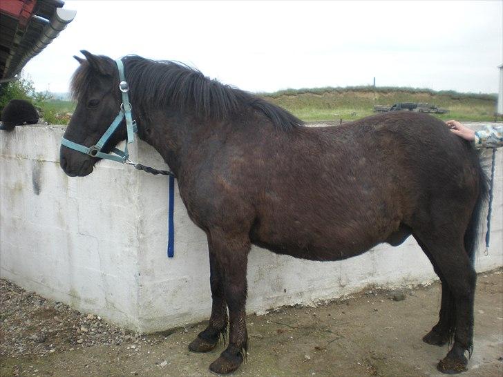 Anden særlig race Bonus billede 13