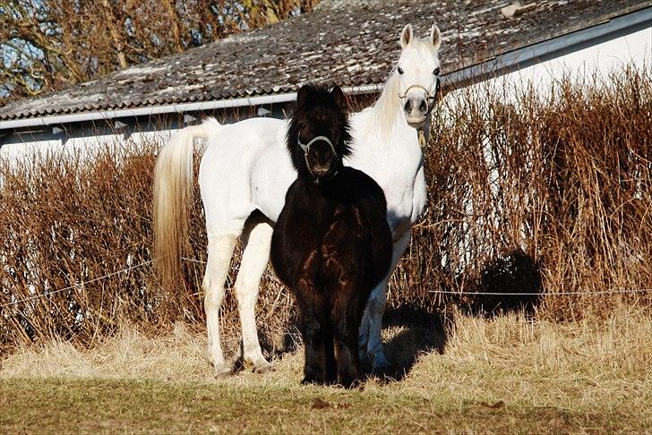 Anden særlig race Bonus billede 14
