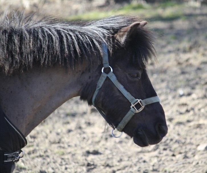 Anden særlig race Bonus billede 15