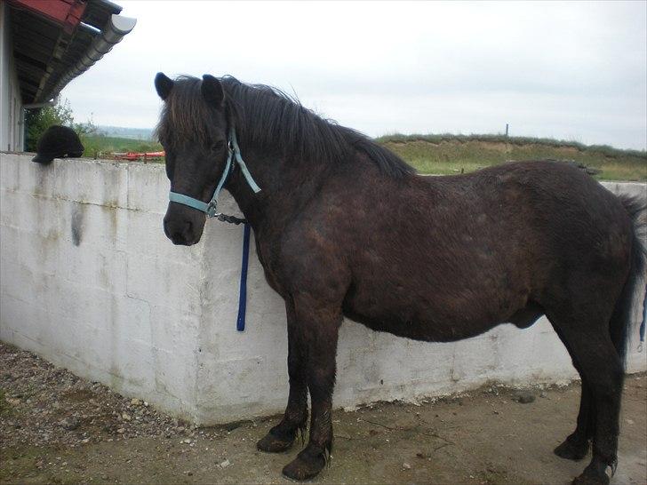 Anden særlig race Bonus billede 16